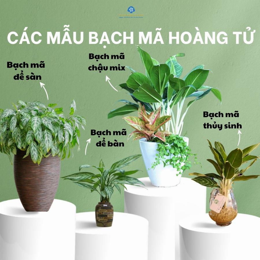 Ảnh hưởng của bạch mã hoàng tử