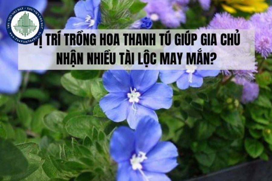 Thanh Tú với vẻ đẹp bất tử